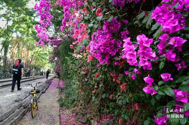 三角梅|花开如瀑！这一抹闹市的“昆明红”，等你打卡