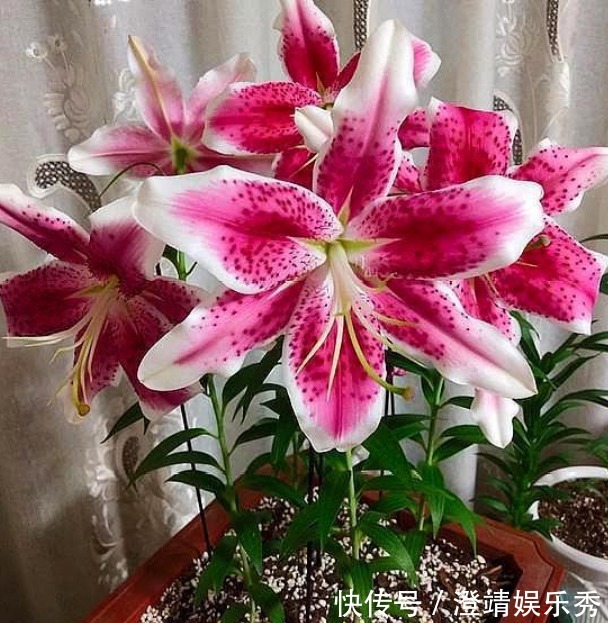 3种“爱情花”,养家里幸福满满,送爱人浪漫真诚,快快养起来!