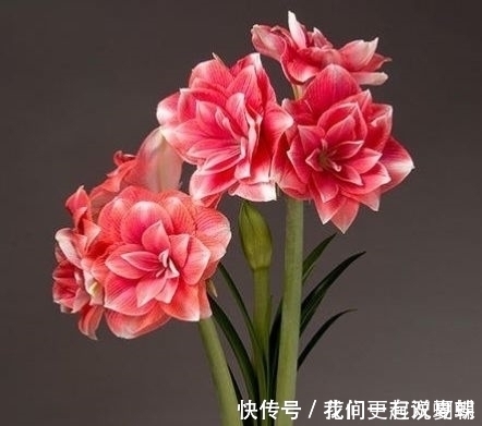 4种盆栽花号称开花机器，一整年都开花，好看又好养，值得拥有