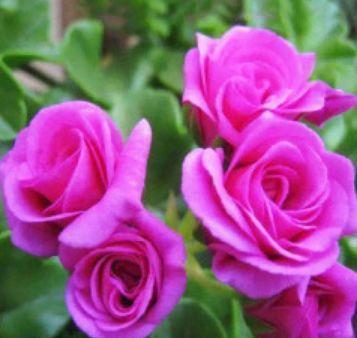 4种花好养易爆盆，惊艳如花球，超美的