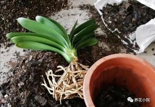 养花有3个“坏习惯”，花儿总是长不旺开花少