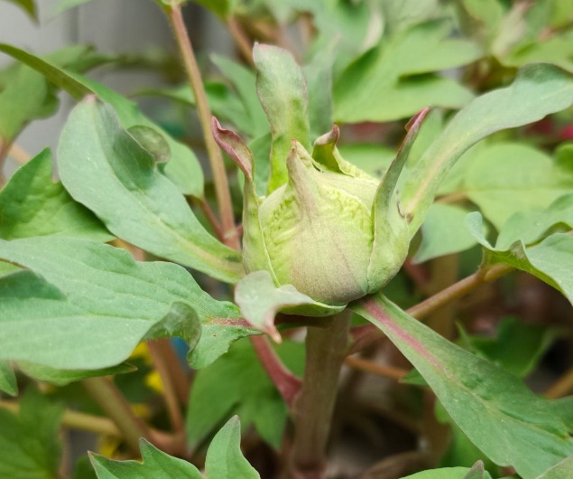 营养液|马上进入花期的花,10天一次肥,下个月就开花