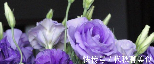 最适合家养的几种花，花期长还不招虫子，你家种了几盆