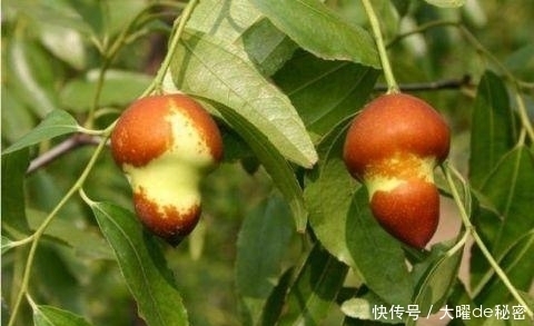 红润|对女人最好的零食,每天食几颗,养颜美容,抗衰老,气色更红润!