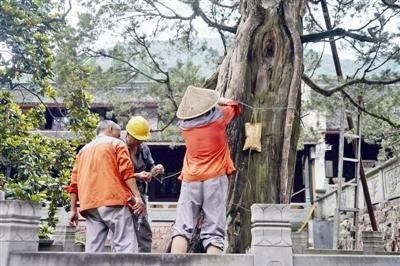 天童寺1260岁唐柏生了一场病几近枯死 经救治后复荣