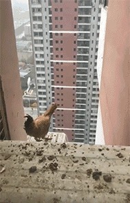 |搞笑GIF:挖掘技术相当强悍,竟然挖出了意外惊喜