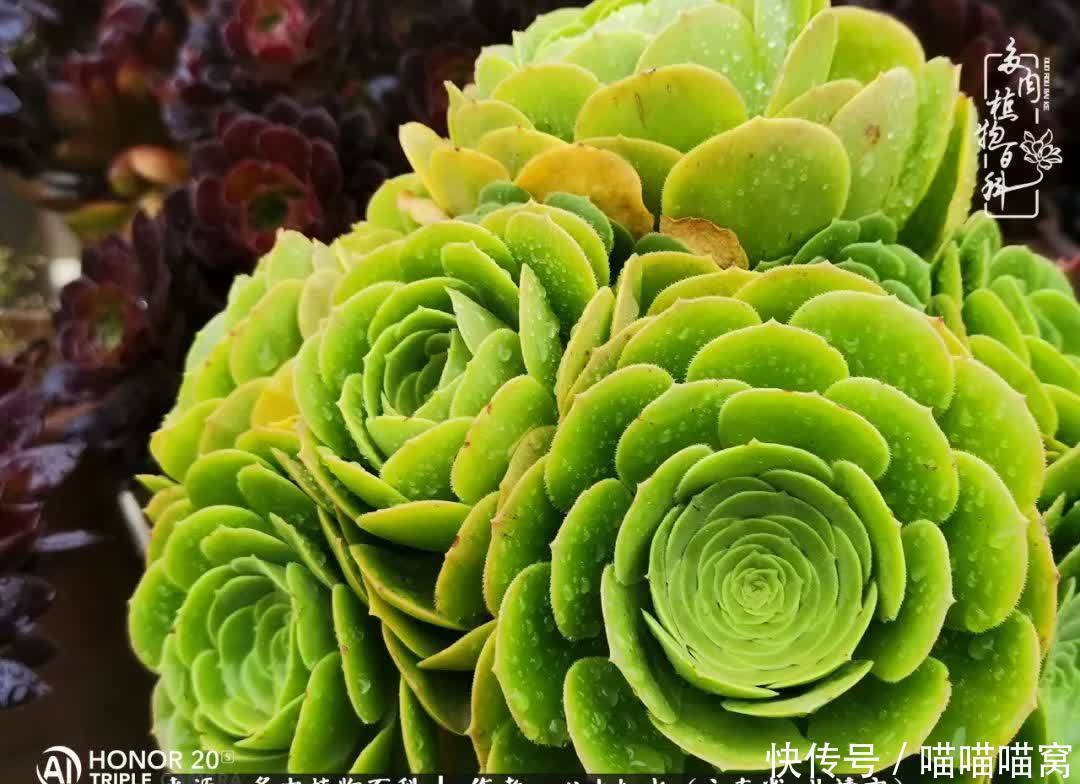 多肉|你是爱,是暖,是希望,你是人间四月天!