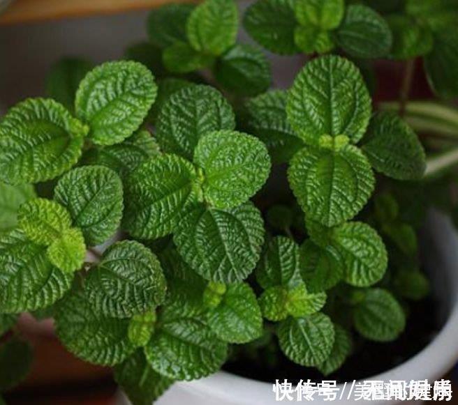 聪明人都养4种花,除尘又杀菌,不花一分钱,空气清新