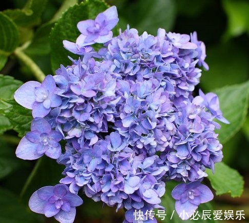 夏季|夏季蚊子乱嗡嗡?教你4个驱蚊小妙招,整夜开窗都不怕,睡觉更香