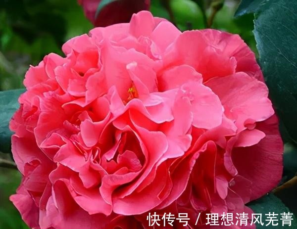 花色|曾一株难求的“红茶花之王”,现在实惠平价!耐寒耐热易打理!