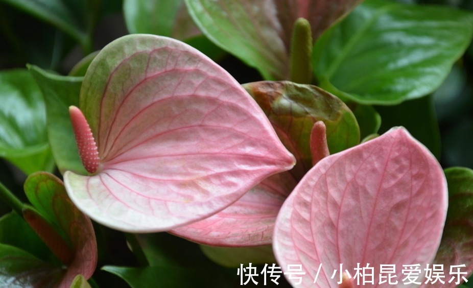 粉掌|家种粉掌总是无精打采？知道花卉的这些特点，保管粉掌漂亮健康