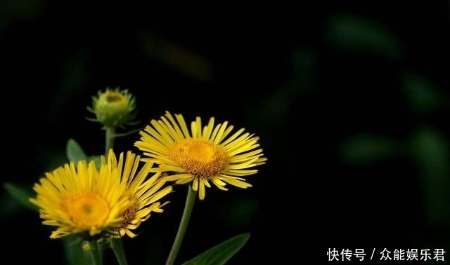 不要将这种“菊”用作野菊花,它比野菊花更珍贵,更有价值!