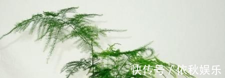 1种不起眼的小东西,用来养文竹,四季不黄叶,蹭蹭冒新芽