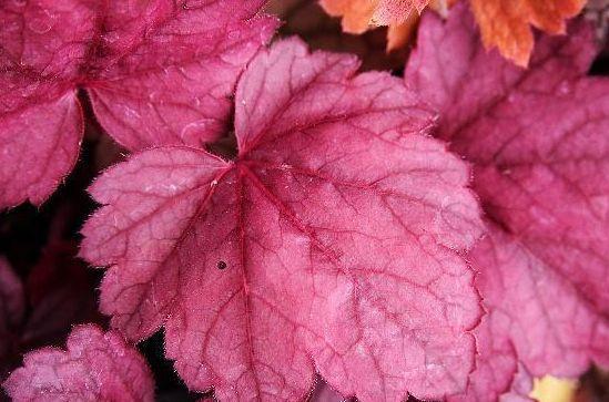 吉祥花|小雪后,家里要有的3种“吉祥花”,寓意金玉满堂喜气洋洋