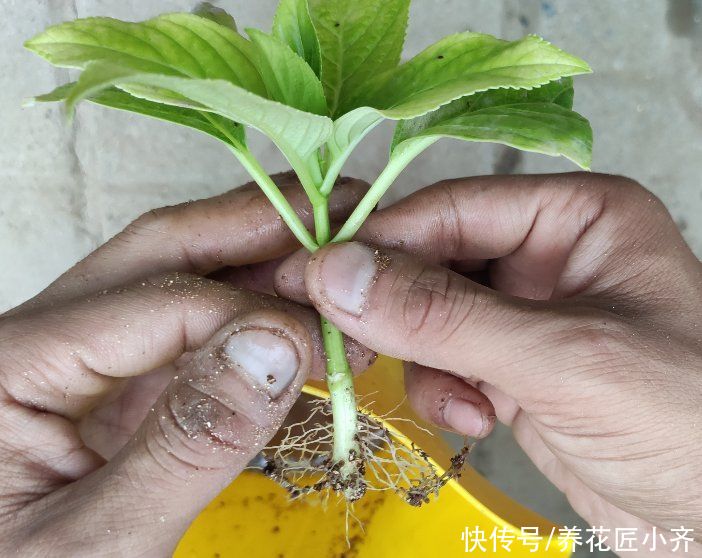 生根|5月可以扦插四种花，只要温度高，见土就生根