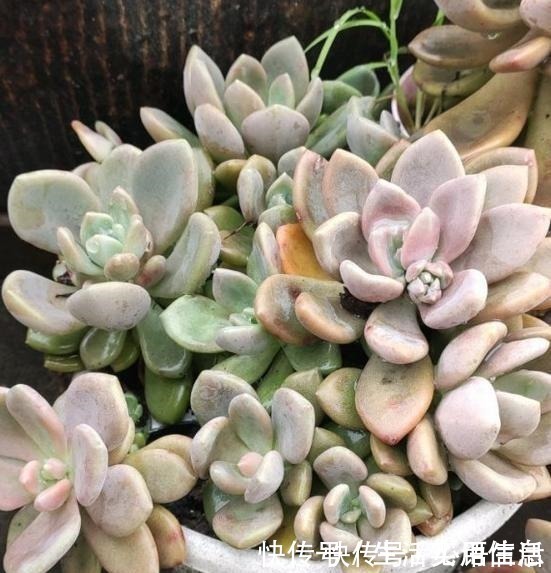 白牡丹|5种超级好养的多肉,如果初次接触多肉,建议不要错过!