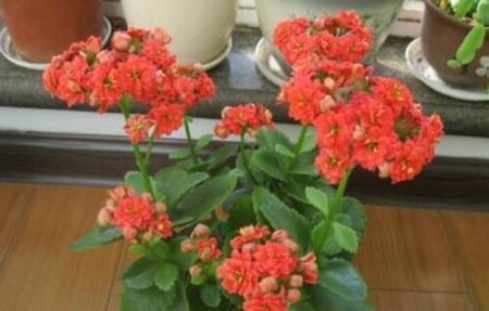 花友们|中秋前,3种东西扔盆里,长寿、蟹爪兰猛开花,肥效管1年