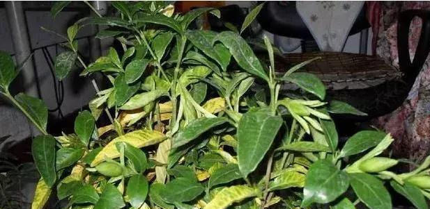 生根|这几种“小药片”可别扔了,放水里搅一搅,促生根开花还能防烂根