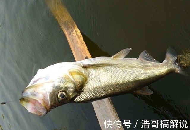 翘嘴鱼能长多大？