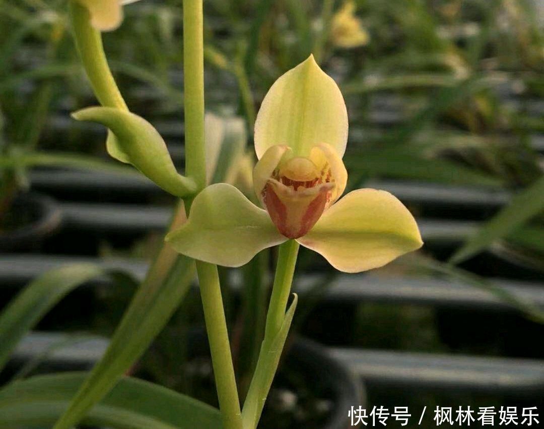 兰花|花300块买的建兰夏皇梅开花了,虽然只有一箭,不过好美好香哦