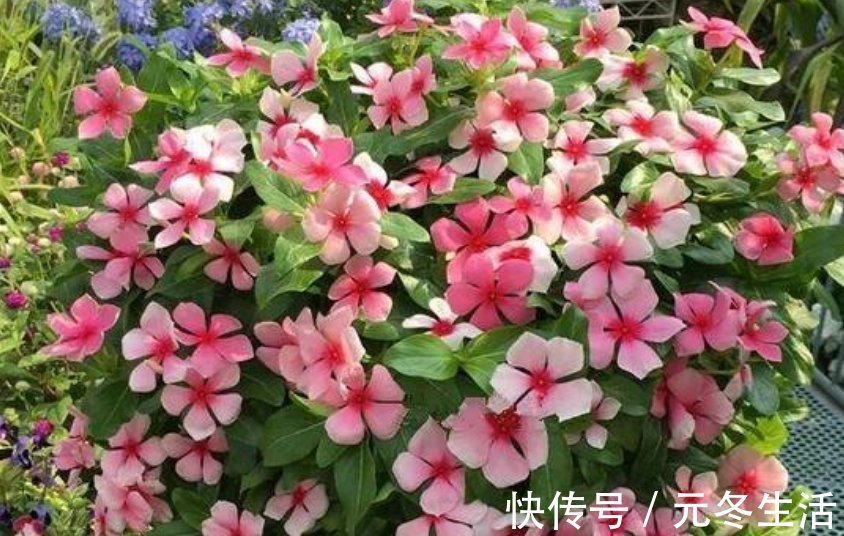 种花|超爱开花的5种花,一年四季开花不断,好养又漂亮,养100盆也不多