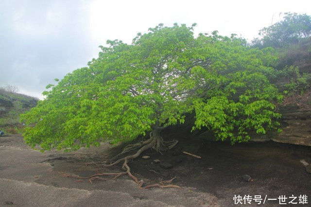 加勒比海|加勒比海发现的“毒王果”，人们都不敢轻易靠近