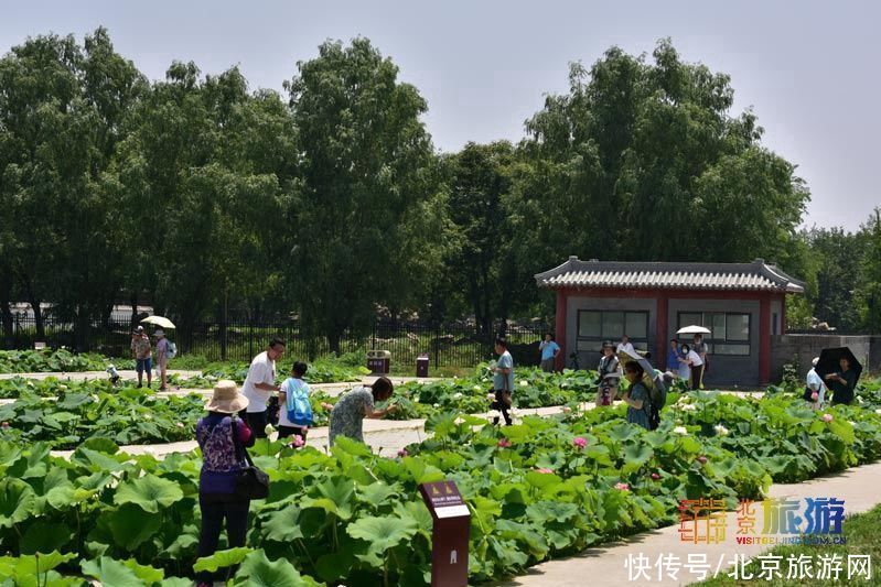 观荷|圆明园夏日限定新款荷花绽放，千姿百态摇曳生姿，一定别错过！