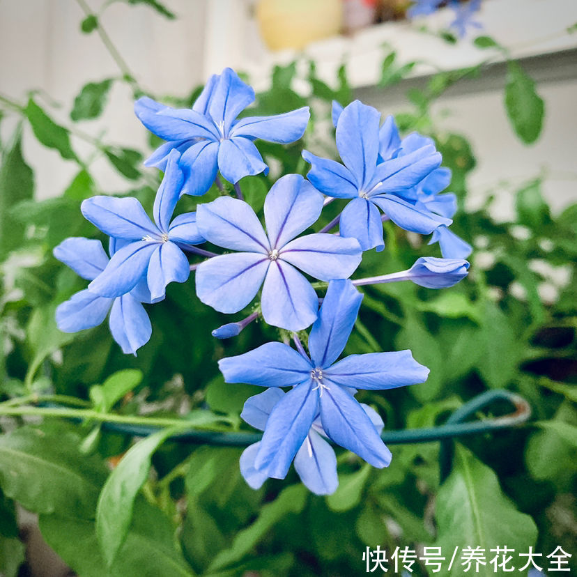 海棠|初春养花，选4种开花多的，阳台变花海