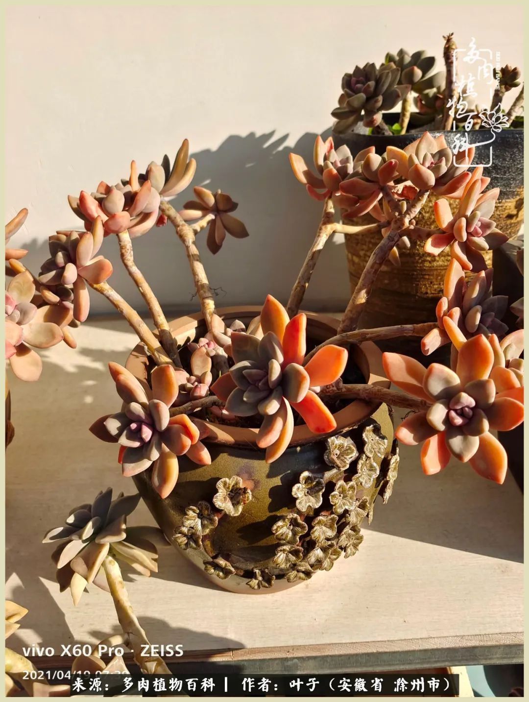 多肉相伴的美好时光，对多肉已是痴迷入骨！