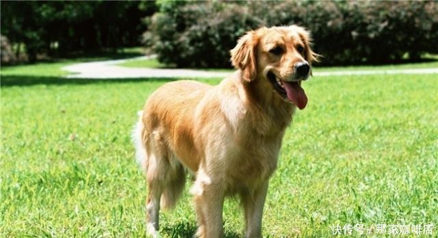 特别|5种最“败家”的狗,一般人养不起,敢养的都是“土豪”!