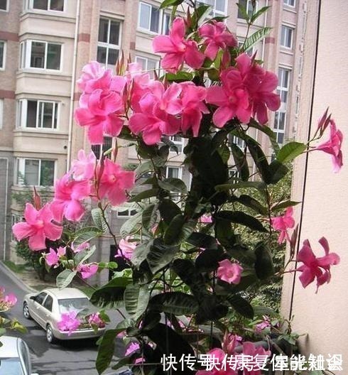盆栽|一种小花太神奇，一对叶子6朵花，养一棵开一片，室内室外都能养！
