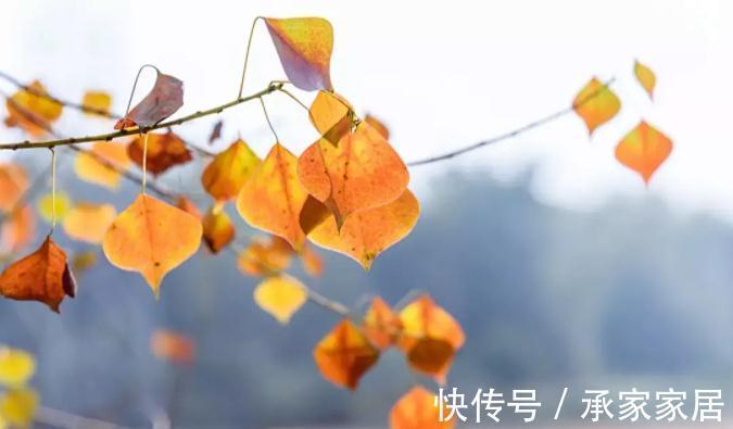 兼职|60岁丁克阿姨被问将来谁给养老?老人坦言:谁的晚年不是风雨飘摇