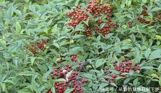 南天竹|在大山里看到这种“果子”，记得赶紧扔掉，它可是含有“剧毒”