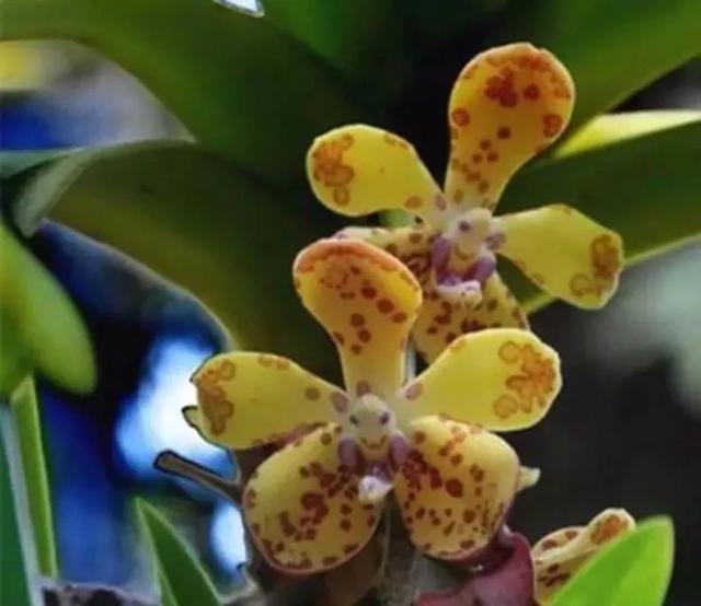 石斛兰|最全的兰花大鉴赏，看看你都见过几种兰花！
