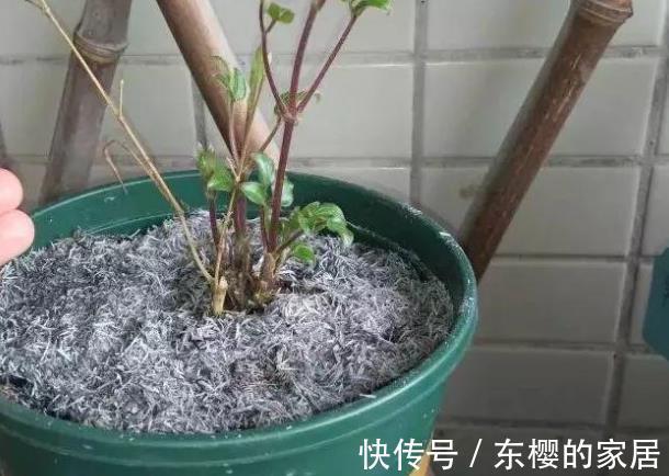 技巧|草木灰能“补钾壮根”，但是使用方法有技巧，用错就会黄叶僵苗