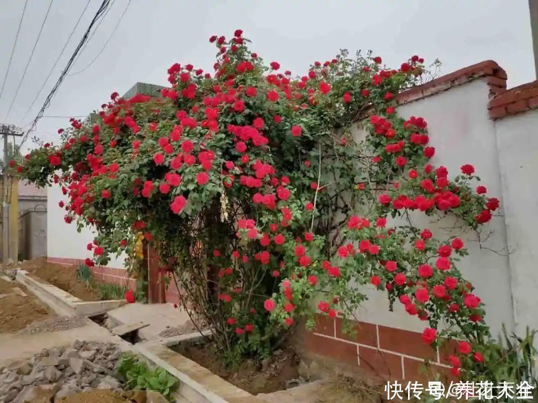 16种特长寿的植物，养十年以上，那都算年轻