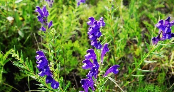 张仲景|张仲景的两大名方合用,原来有这么多的用途,你能想到吗?