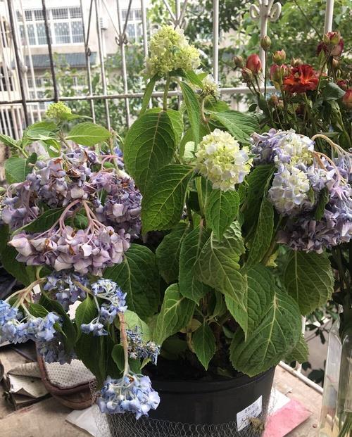 喝水|7种花,夏天太能“喝水”,一天浇一遍,10天爆满花