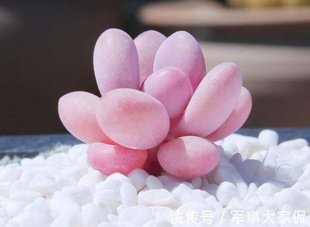 桃蛋|多肉“萌物”桃蛋并不难养，价格亲民，打理和繁殖都容易