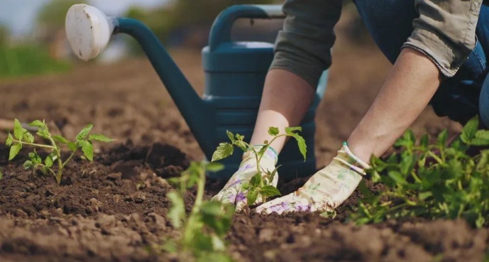花园|在家种个菜都这么美,还要什么花园?
