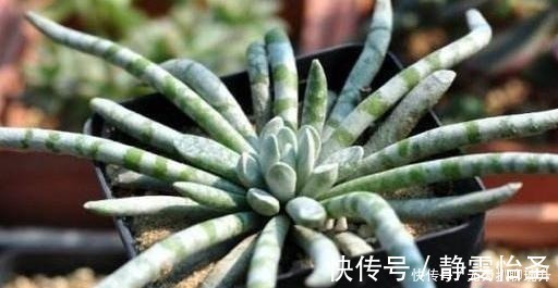 浇花|养花难不难?老花匠说:难的是养土,学会2个小诀窍,养好花不难