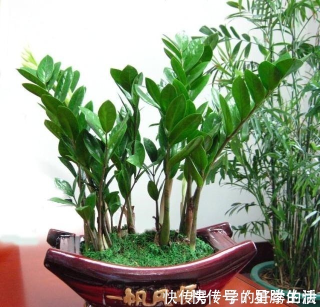 植物|越来越多人养此“2种树”，寓意好！以后别说家里不种树了！