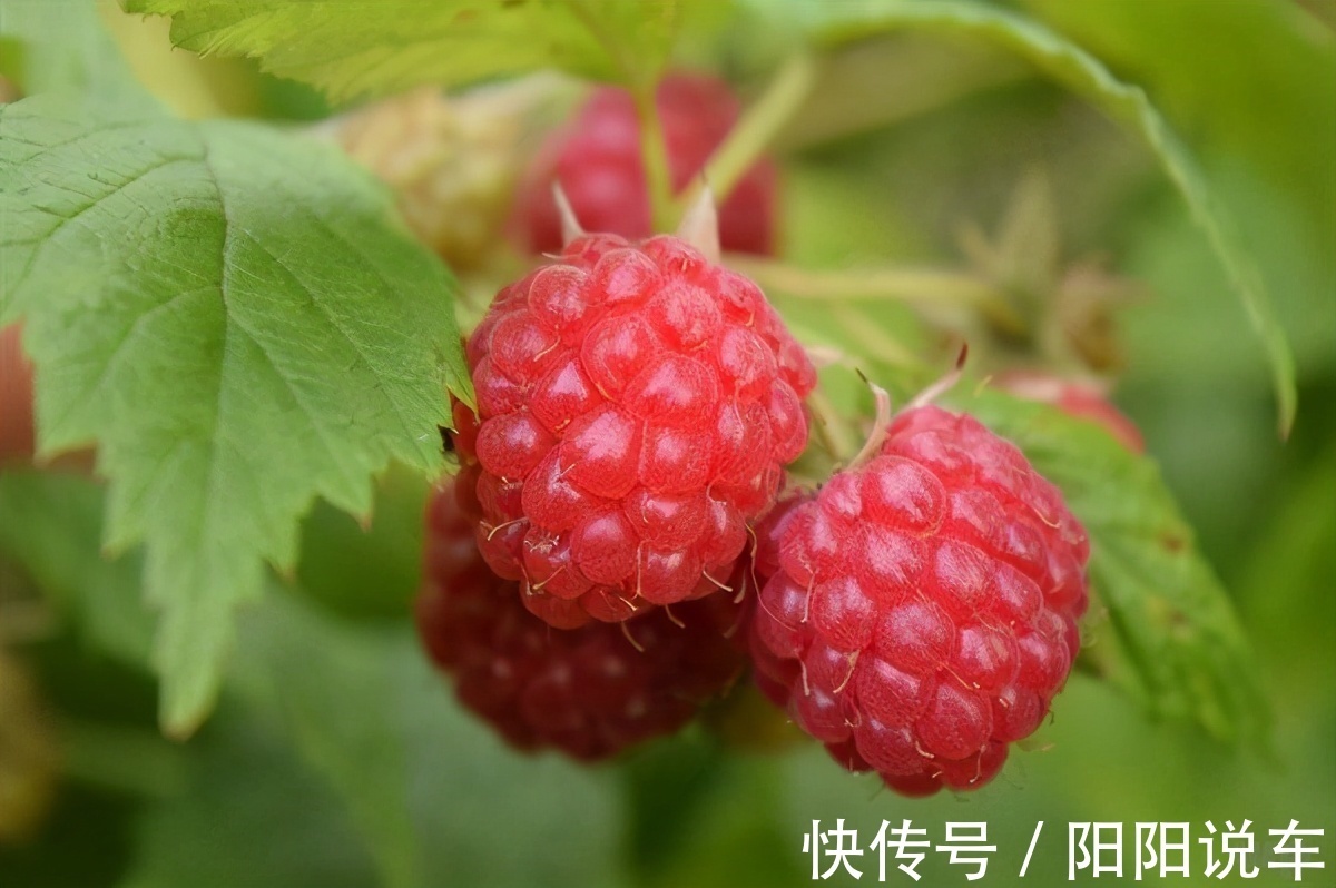 花椒芽|每天晚上多吃三种食物,营养丰富,延缓衰老,好吃又健康!