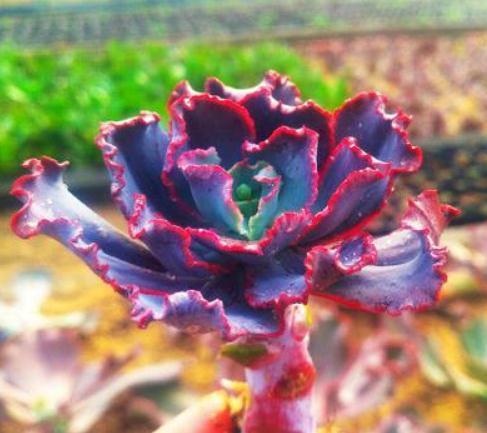 3种“多肉”,靠一杯水活“大半年”,没有光,照样叶肥、花儿多