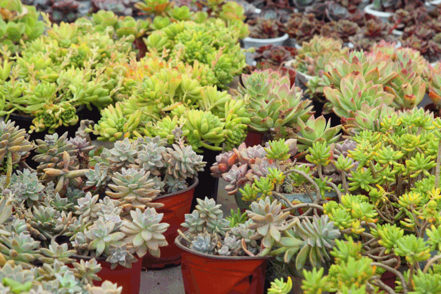 养多肉,盆栽不忽略这4点,茎叶就会发蔫、养不肥