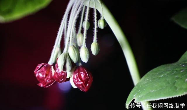 地球一小时︱探秘自然之夜,为地球发声