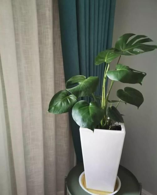 4种不同风格的花,谁见了都爱养,各有各的气质