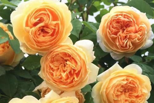  月季花|月季花剪几刀，一茬一茬开花，开的花都停不下来！