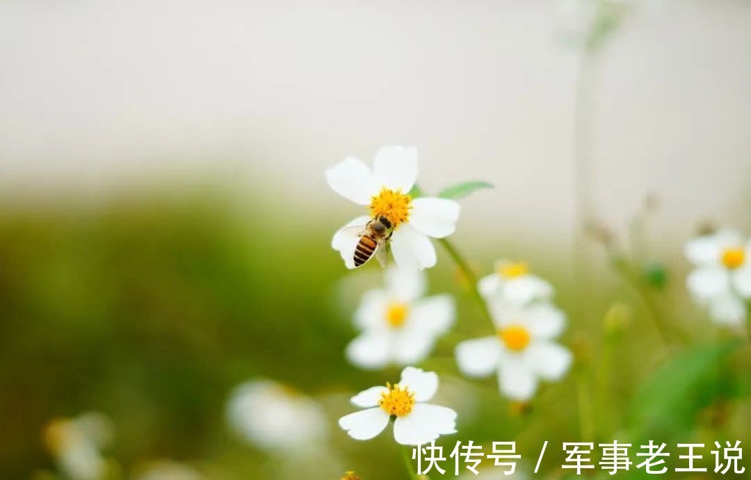 宿新市徐公店#杨万里最经典的10首诗词,映日荷花,午梦扁舟,读一次治愈一次