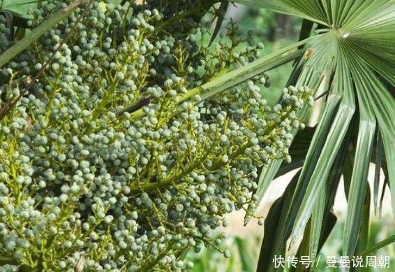 棕树|路上看到这种树开花别错过,药用价值特别高,能治疗多种疾病